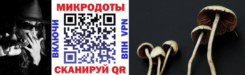 Псилоцибиновые грибы Psilocybe продажа наркотиков Мещовск